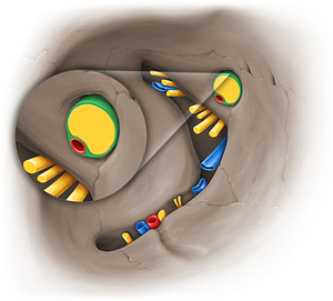 Sheath of optic nerve (#14105)