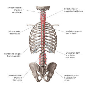 Deep and deepest deep back muscles (German)