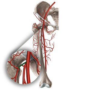 Lateral circumflex femoral artery (#1032)
