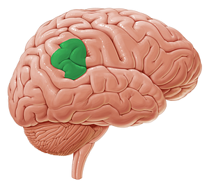 Supramarginal gyrus (#4205)