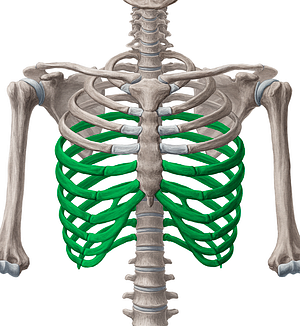 5th-12th ribs (#3064)