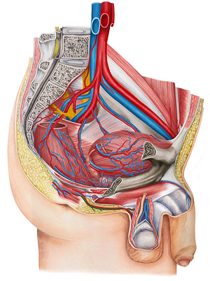 Posterior scrotal vein (#10575)