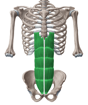 Rectus abdominis muscle (#5828)