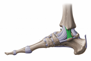 Tibiocalcaneal ligament (#11252)
