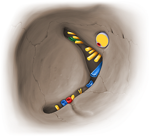 Superior ophthalmic vein (#14095)