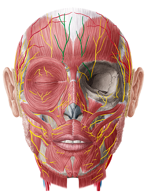 Supratrochlear nerve (#6797)