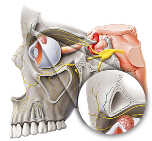 Supraorbital nerve (#6789)