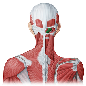 Rectus capitis posterior major muscle (#20033)