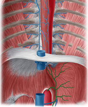 Left gastric vein (#10248)