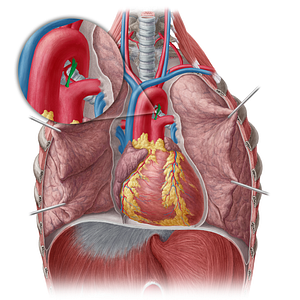 Ligamentum arteriosum (#4473)