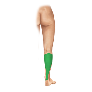 Posterior region of leg (#408)