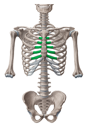 Costal cartilages of 2nd-6th ribs (#2468)