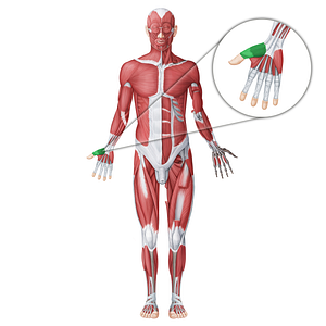 Thenar muscles (#18774)