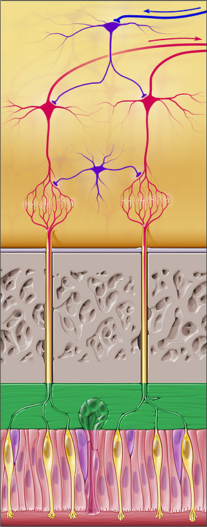Lamina propria (#4417)