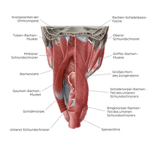 Muscles of the pharynx (German)