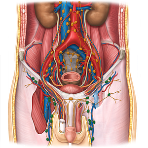 Inguinal lymph nodes (#19968)