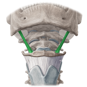 Stylohyoid muscle (#6034)