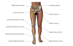 Main nerves of the lower limb - anterior (English)