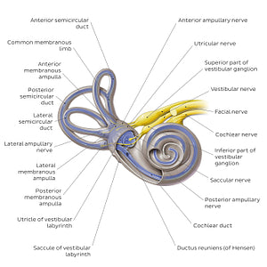 Membranous labyrinth (English)
