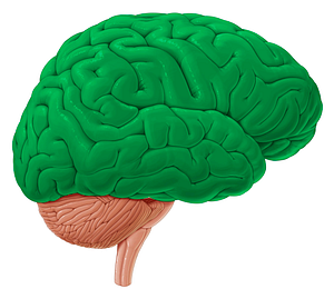 Cerebrum (#11351)