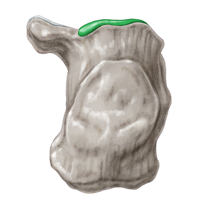 Posterior talar articular surface of calcaneus (#3481)