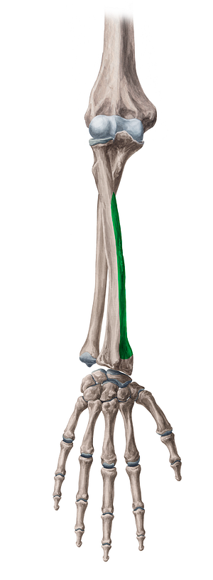 Lateral surface of radius (#3503)