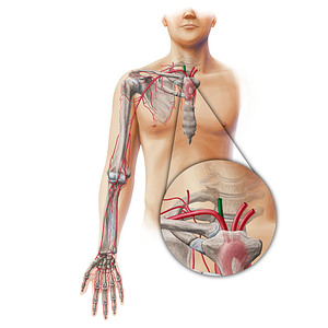 Right common carotid artery (#19429)