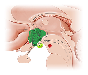 Hypothalamus (#16177)