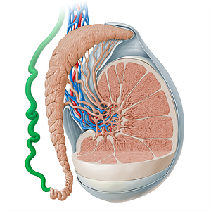 Ductus deferens (#13515)