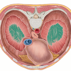 Central tendon of diaphragm (#2553)