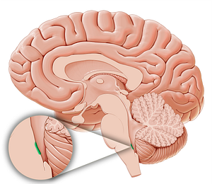 Area postrema (#15824)