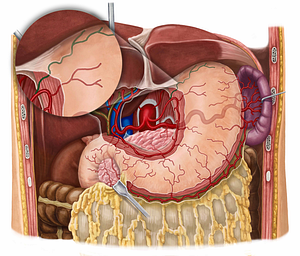 Esophageal branches of left gastric artery (#8525)