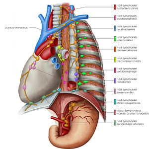 Lymphatics of the mediastinum (Latin)