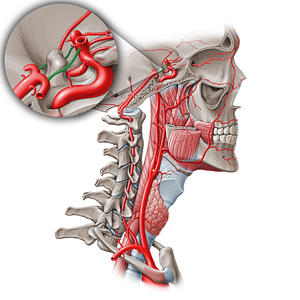 Posterior communicating artery (#1083)