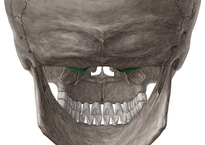 Occipital condyle (#2827)