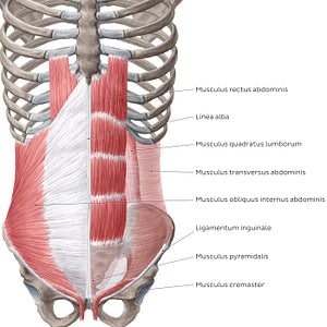 Muscles of the abdominal wall (Latin)