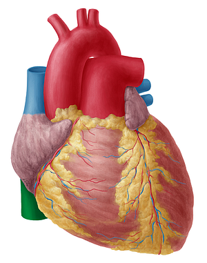 Inferior vena cava (#10058)