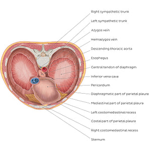 Thoracic surface of the diaphragm (English)