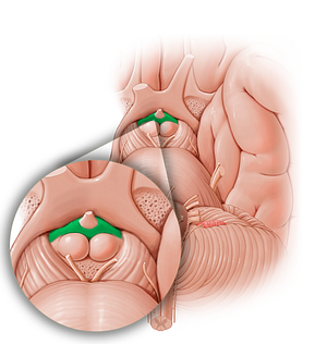 Tuber cinereum (#12872)