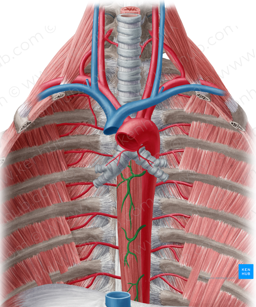 Esophageal Branches Of Aorta (#8522) – Kenhub Image License Store