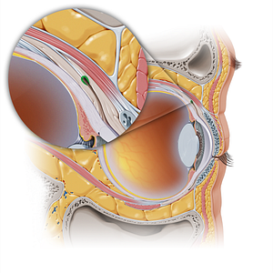 Superior conjunctival fornix (#16461)