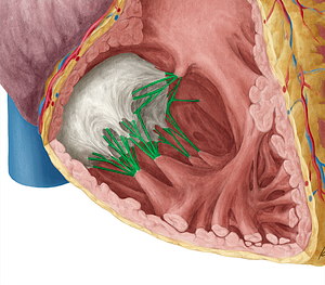 Tendinous cords of right atrioventricular valve (#2606)