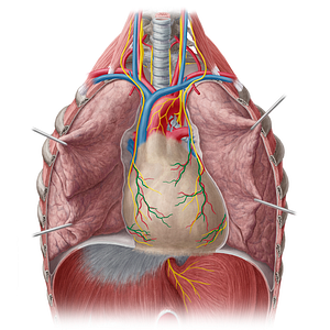 Pericardiacophrenic vein (#10462)