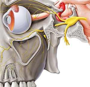 Nasopalatine nerve (#6593)