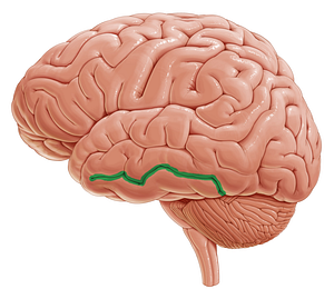 Inferior temporal sulcus (#9331)