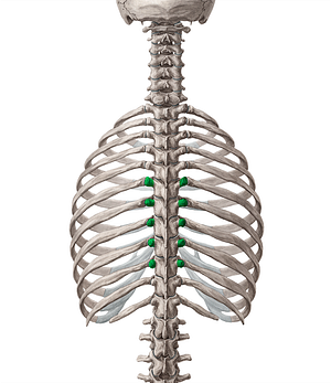 Transverse processes of vertebrae T6-T10 (#8338)