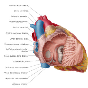 Heart: Right atrium (Portuguese)