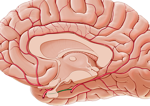 Posterior communicating artery (#1082)