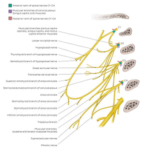 Cervical plexus (English)