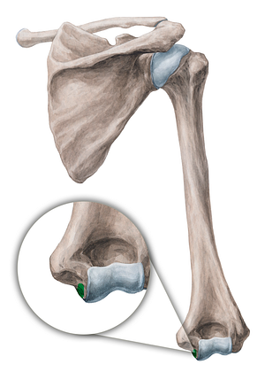 Groove for ulnar nerve (#19945)